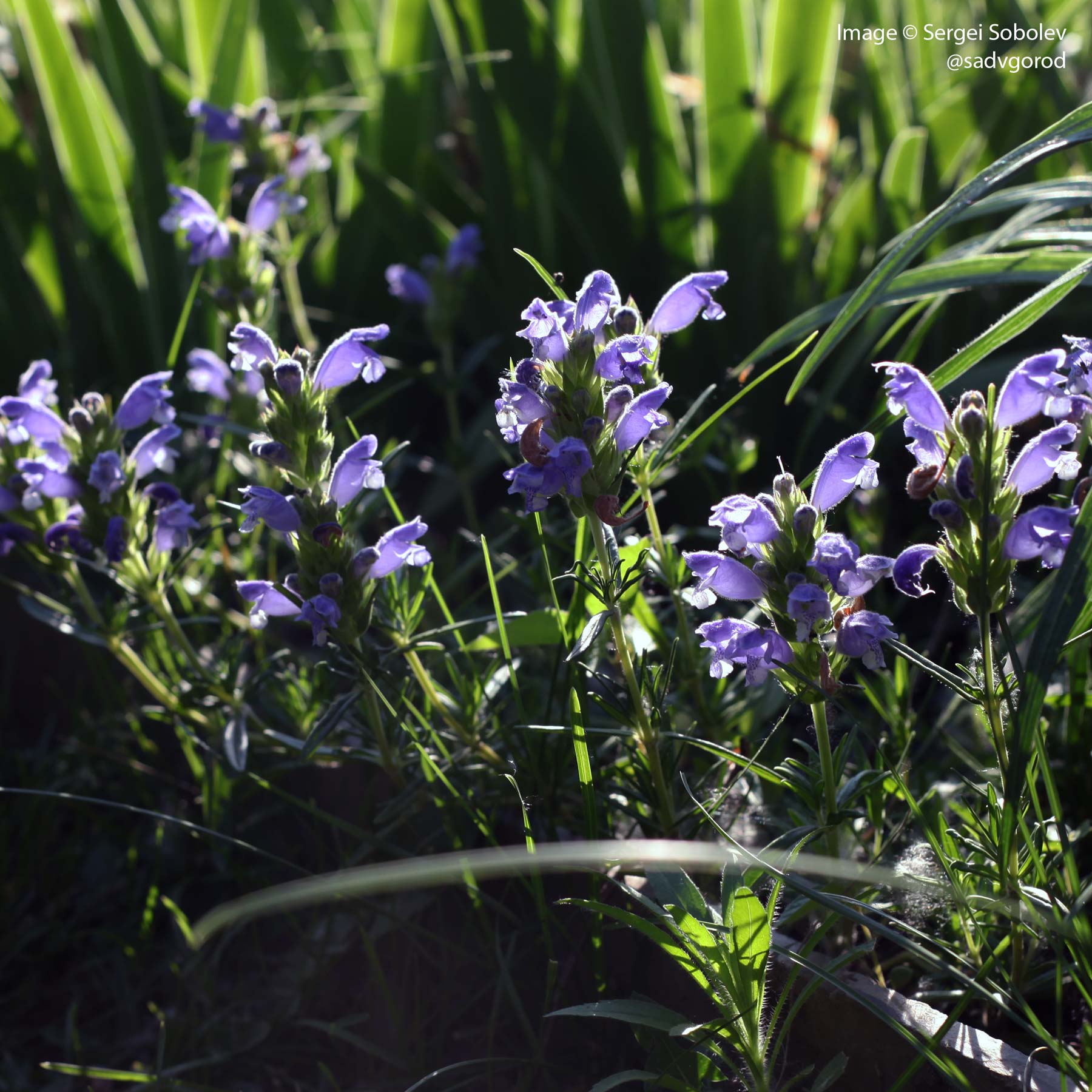 Dracocephalum-argunense-Fuji-Blue.jpg