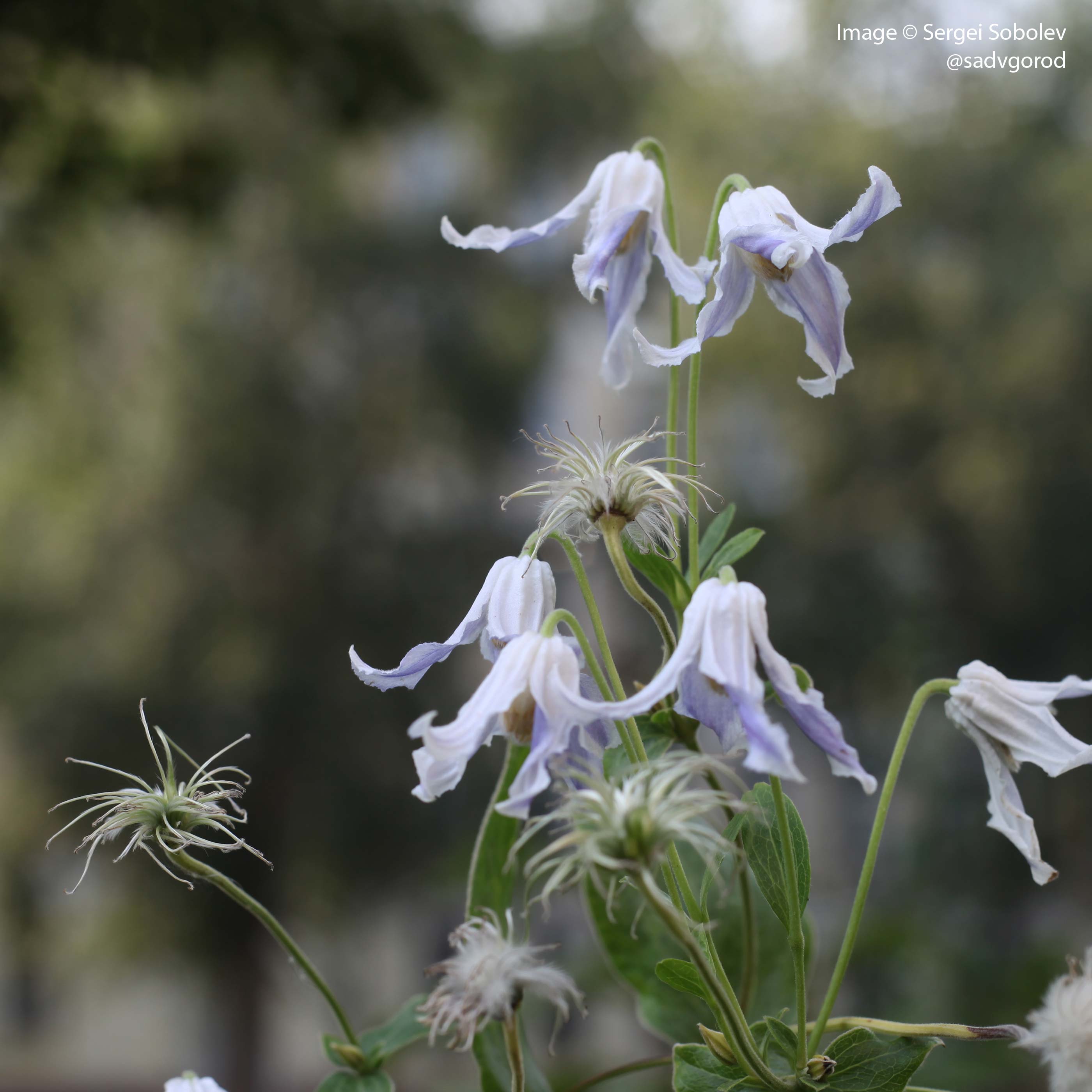 Clematis-integrifolia-Hakuree.jpg