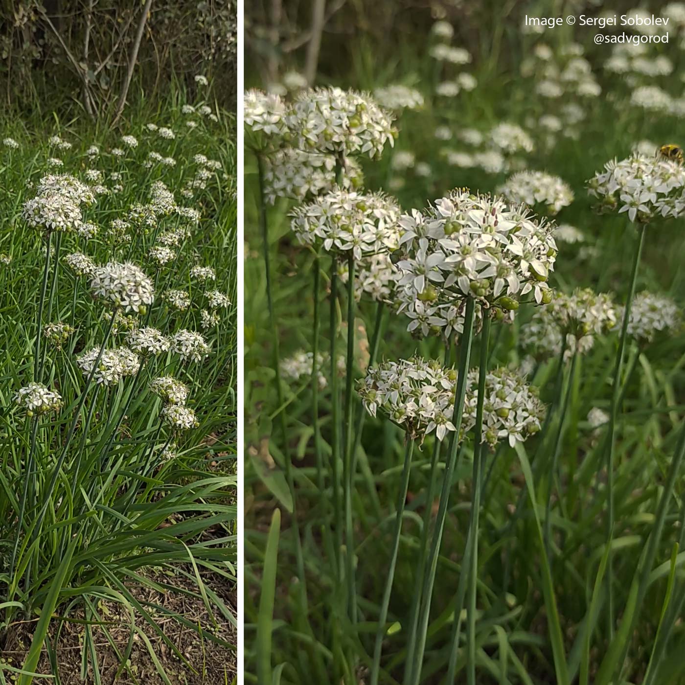 /429 Allium cv. odorum